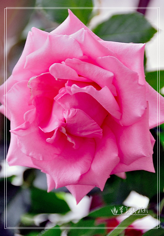 225354gg8qhsy92g2x9glz.jpg