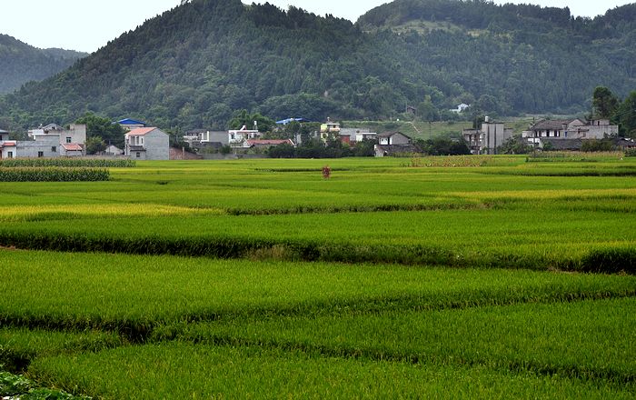 乡村风景线-三台论坛-四川论坛-麻辣社区