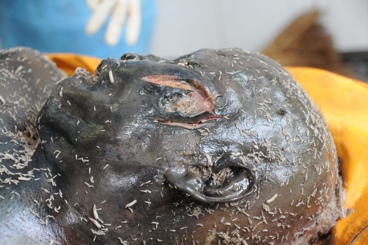 (附图)富顺大富豪张远平过去的朋友