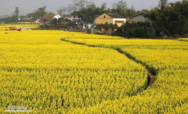 【自由户外】重庆垫江油菜花自驾游召集中