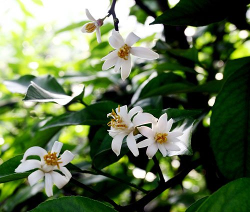 4.28—5.28让我们相约安岳柠檬花生态旅游节.