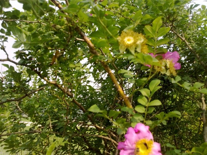 刺梨花