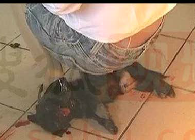 变态女活活踩死两只小狗