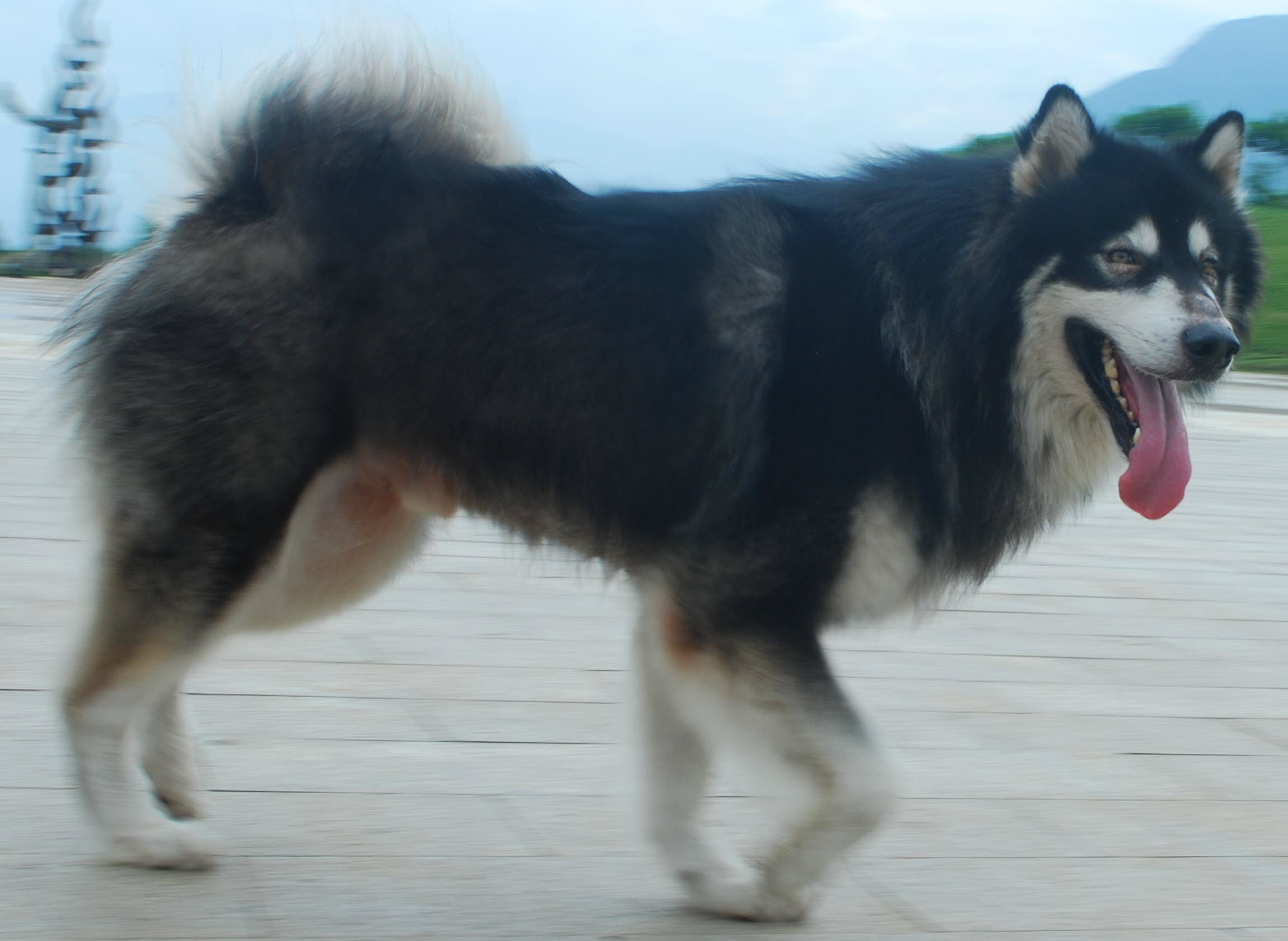 难得一见漂亮威武的阿拉斯加雪橇犬,看看就知道?