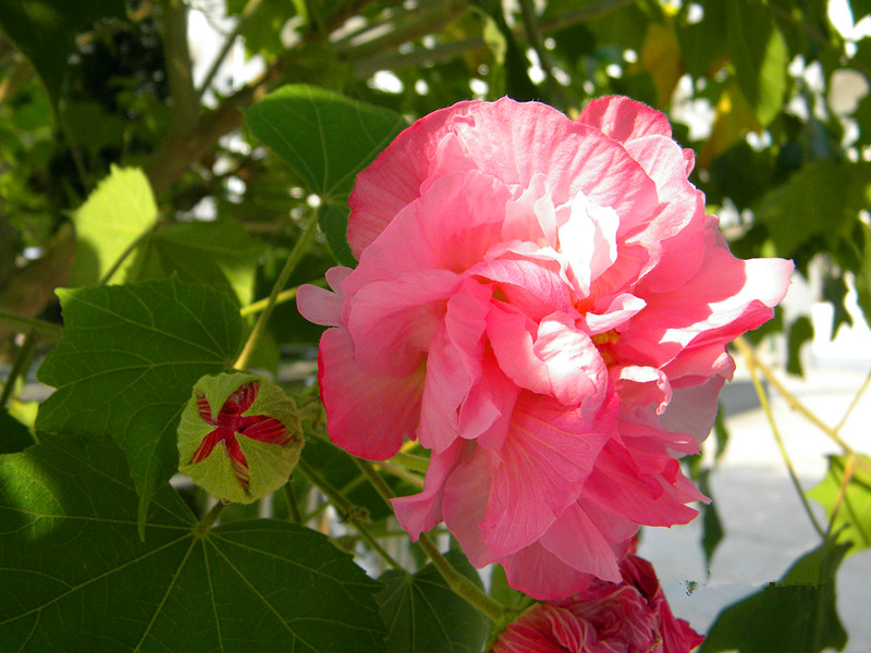 芙蓉花随拍