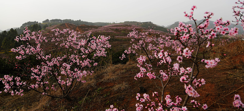 丹棱梅湾桃花