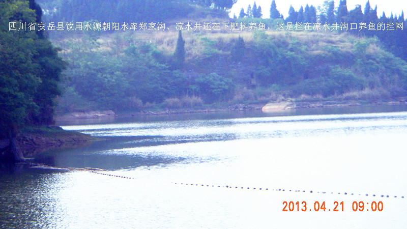 川安岳:朝阳水库再次遭肥水养鱼污染,影响几十