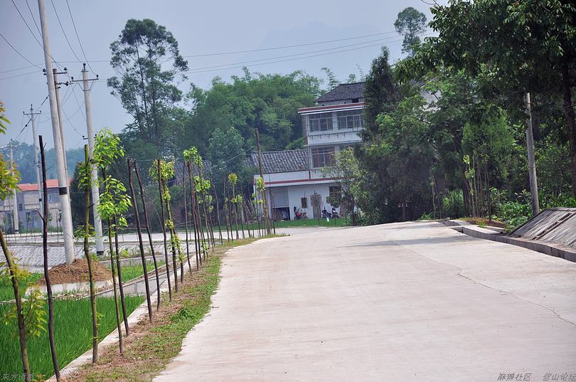 济川到东升村道公路两旁的风景-营山论坛-麻辣社区 第