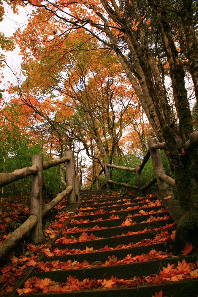 入秋拉,发点峨眉山金秋美图