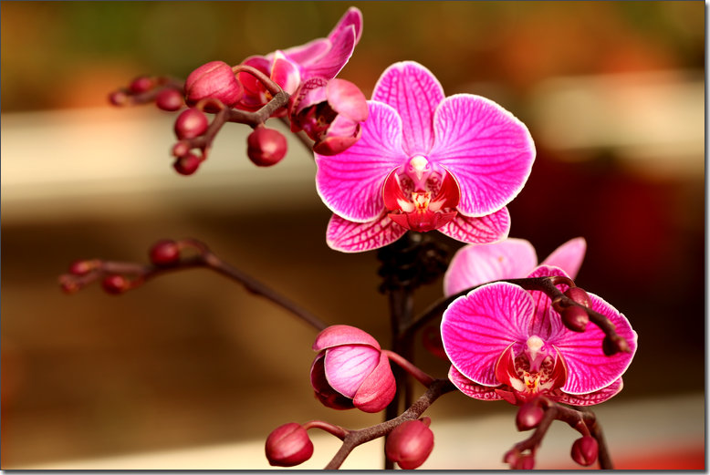 蝴蝶兰花