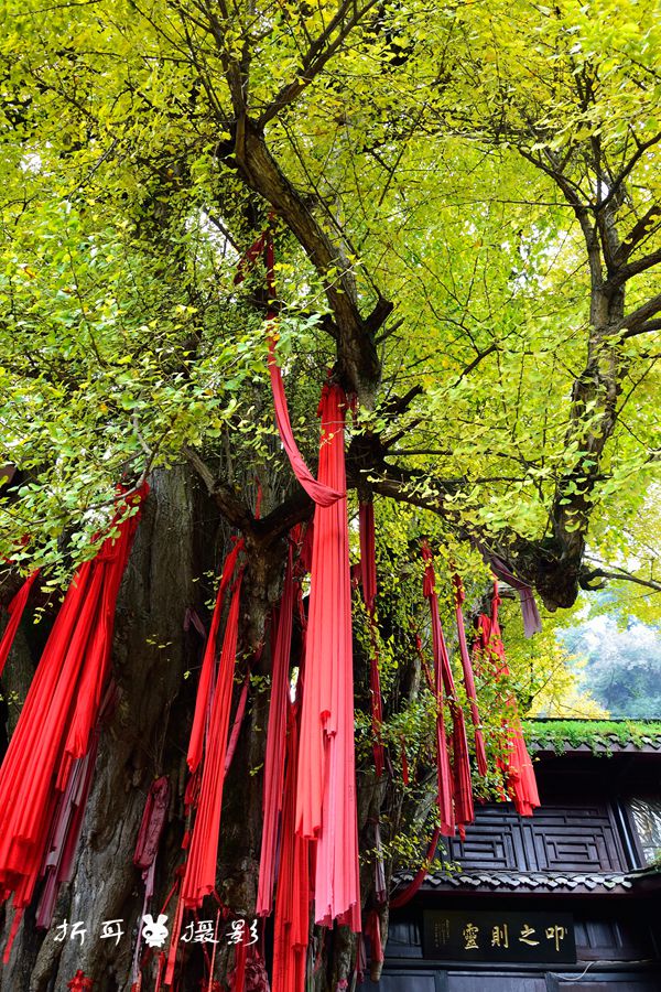 我只晓得青城山天师洞有一棵一千多年的银杏王是真实的存在