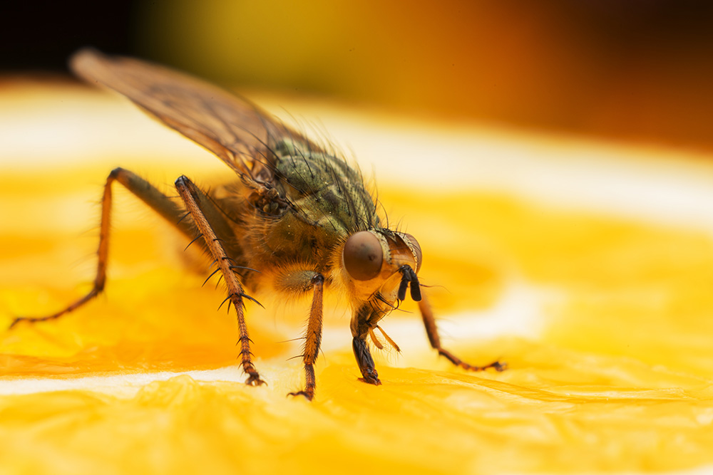 虻虫-麻辣摄影-麻辣社区 四川第一网络社区 你的言论 影响四川