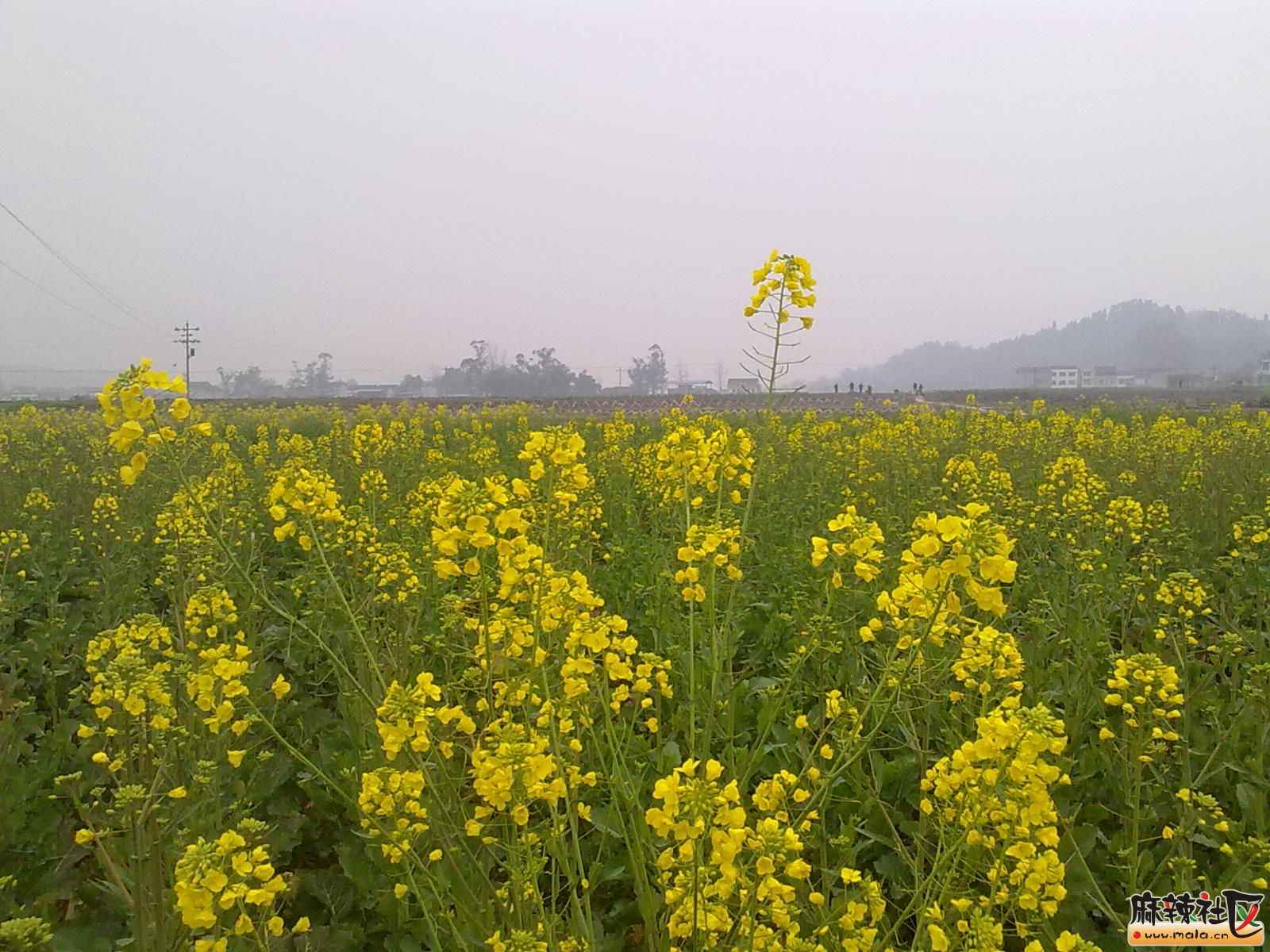 春天 田野的花