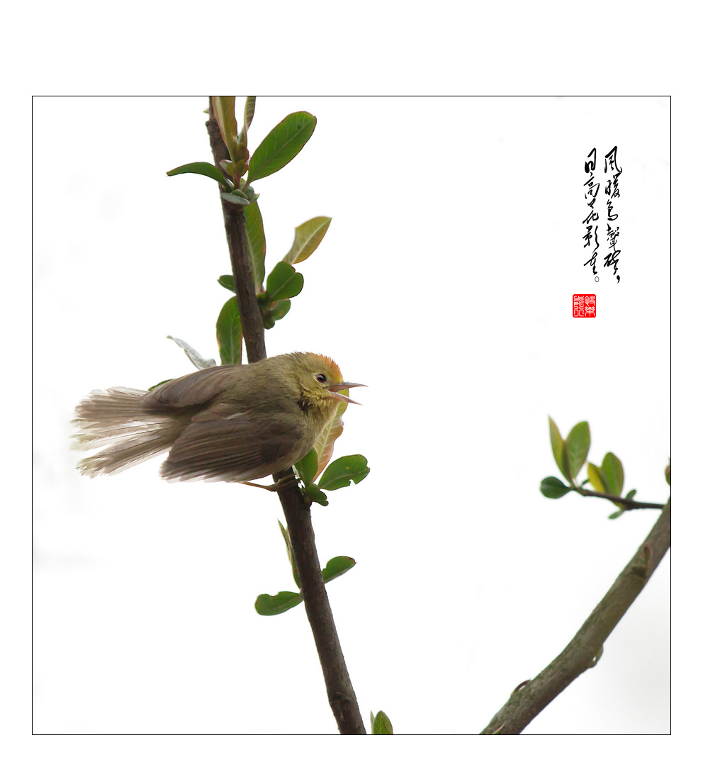 【 风暖鸟声碎,日高花影重 】-麻辣摄影-四川论