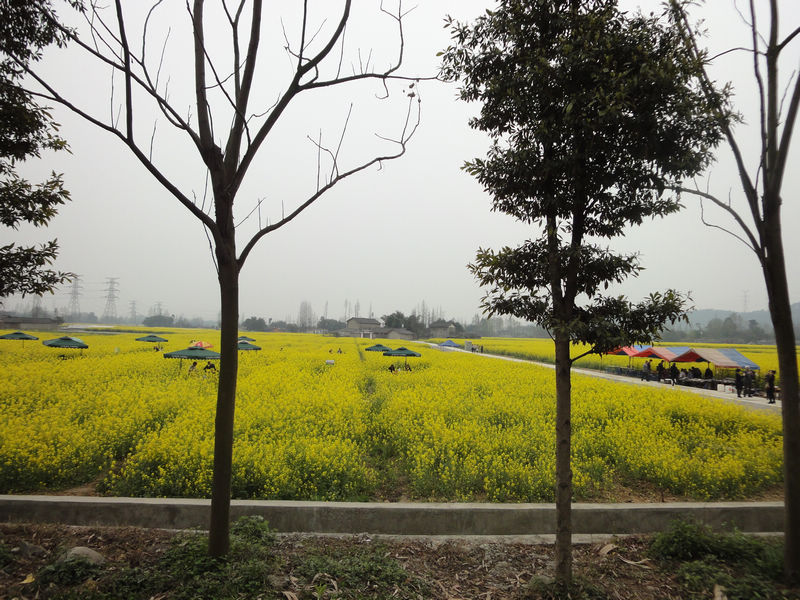 最美乡村公路-崇州重庆路