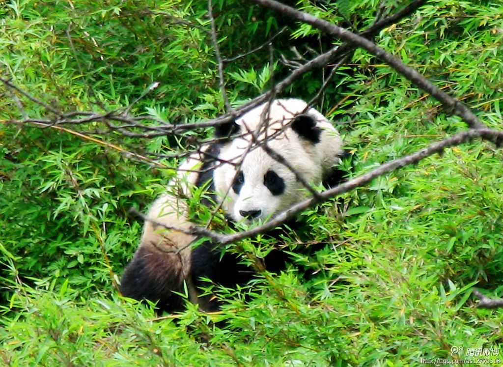 唐家河又拍到野生大熊猫