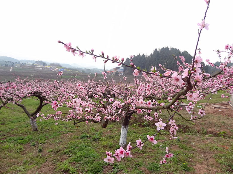 3月22日西充县古楼桃花节开幕,提前去古楼欣赏桃花