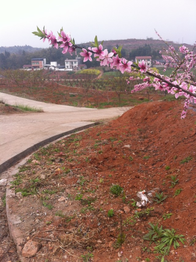 简阳市周家乡的桃花开盛了周末的好去处