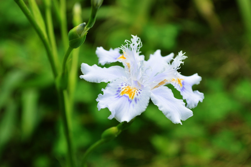 生长在杂草丛中的铁扁担花