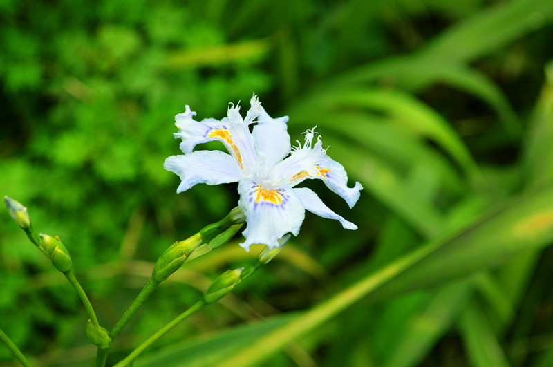 生长在杂草丛中的铁扁担花