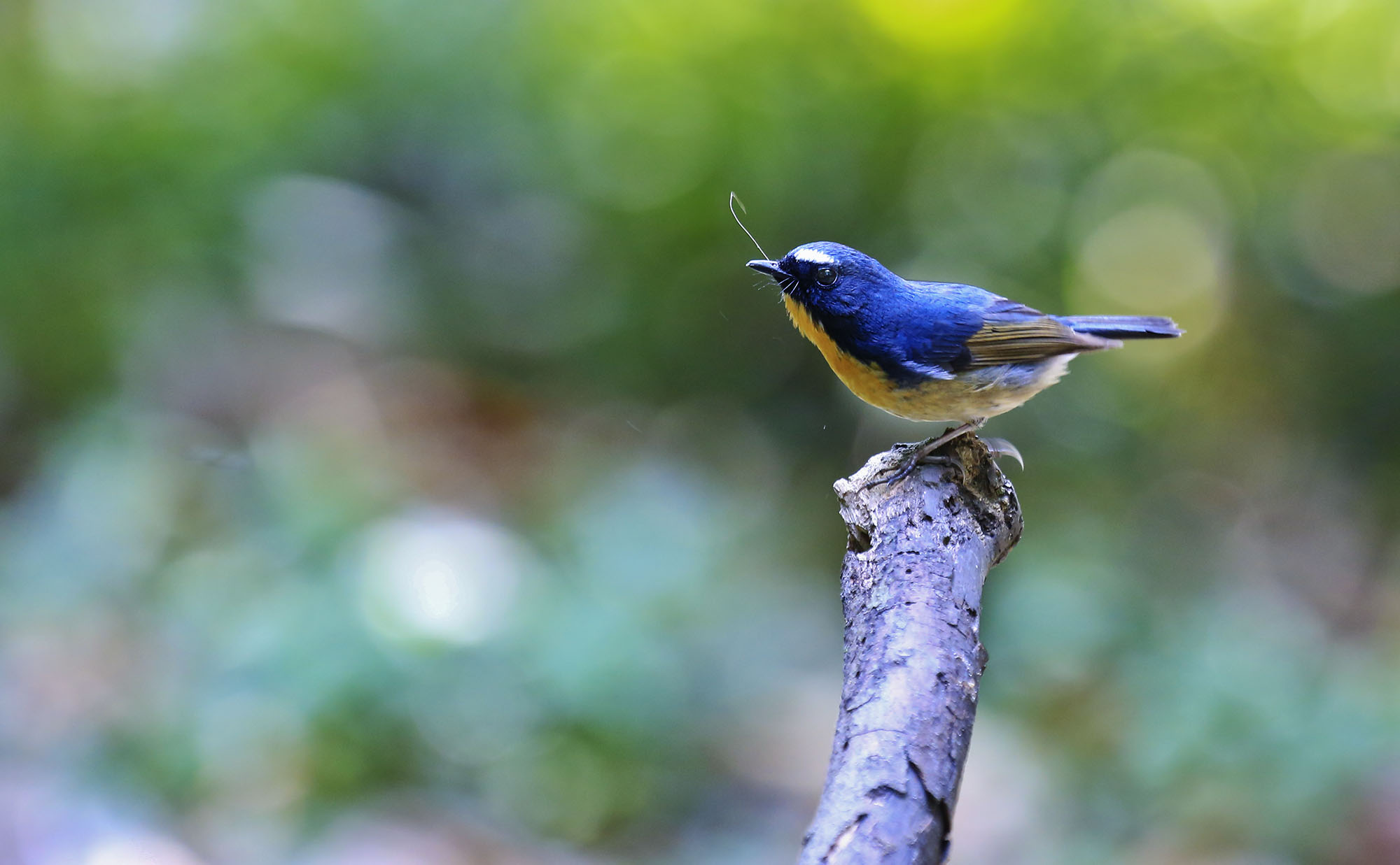 请<em>看</em>棕胸姬鹟<em>哥妹俩</em>,-成都论坛-四川论坛-麻辣