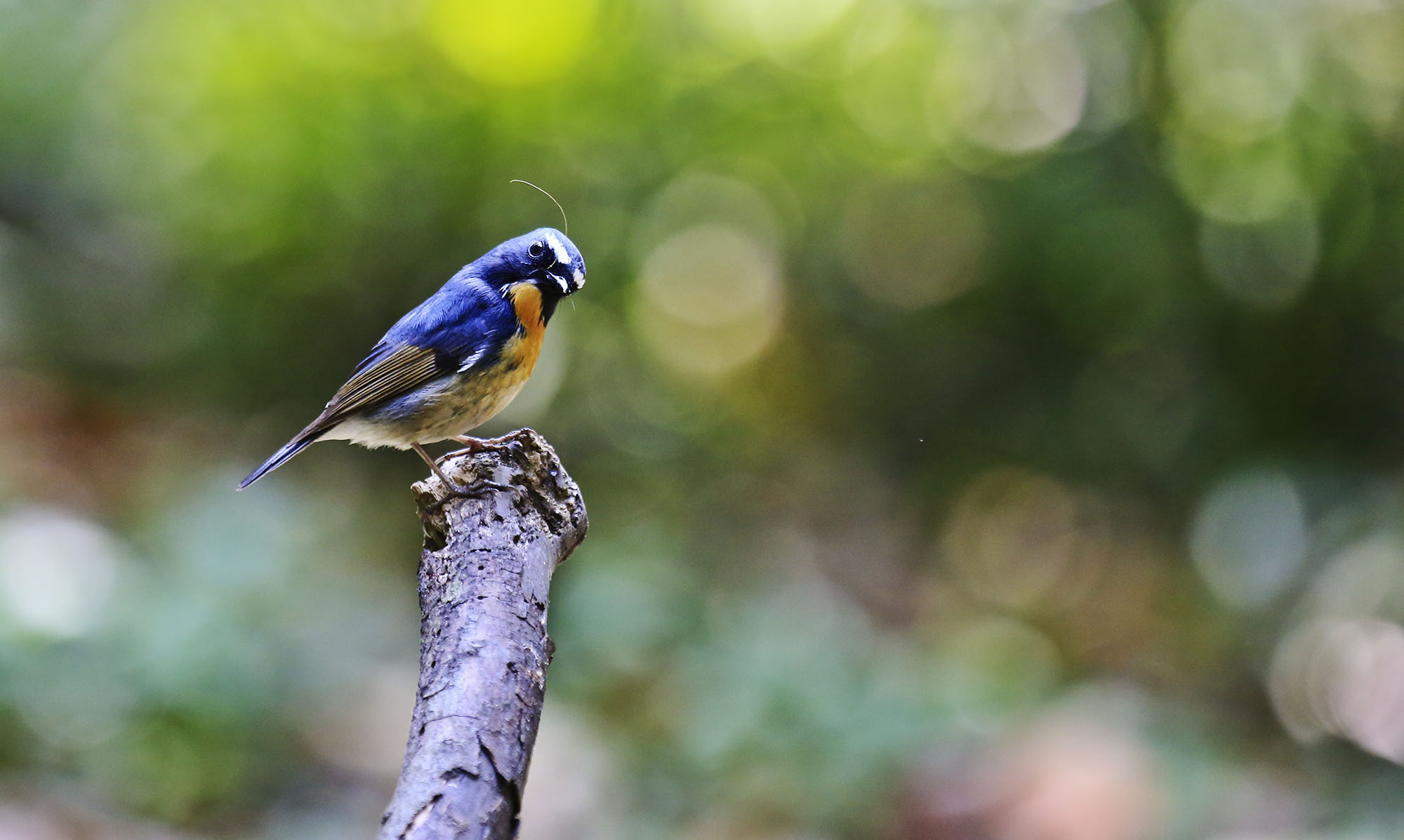 请<em>看</em>棕胸姬鹟<em>哥妹俩</em>,-成都论坛-四川论坛-麻辣