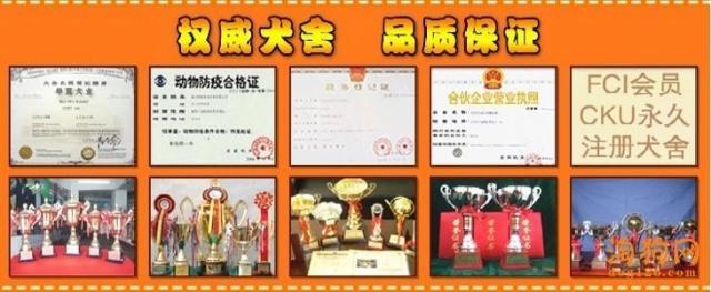 纯种精品沙皮幼犬出售、赛级沙皮犬、微信视频