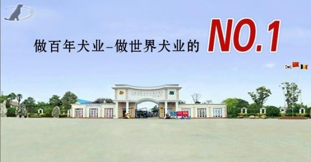 纯种精品沙皮幼犬出售、赛级沙皮犬、微信视频