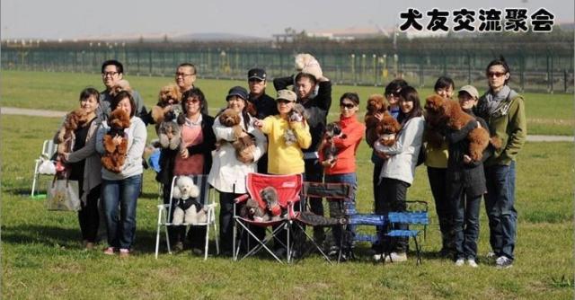 纯种精品沙皮幼犬出售、赛级沙皮犬、微信视频
