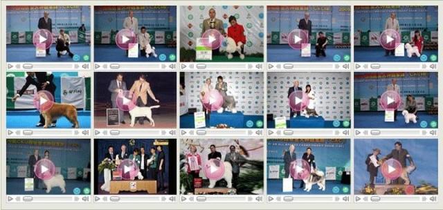 纯种白胡子老头雪纳瑞幼犬签协议玩具体灰色黑色可选