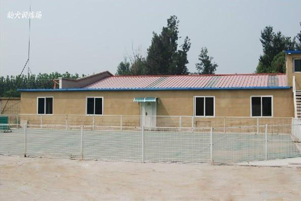 纯种精品沙皮幼犬出售、赛级沙皮犬、微信视频