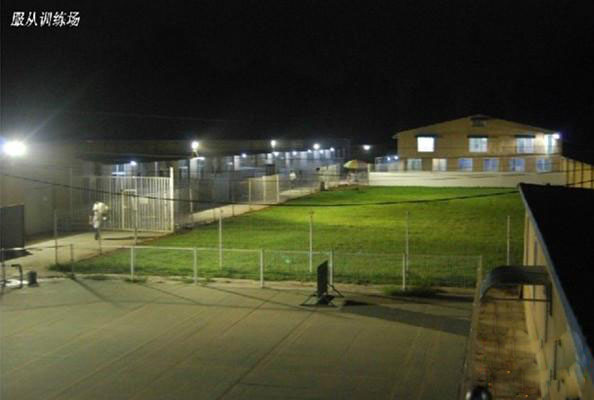 纯种精品沙皮幼犬出售、赛级沙皮犬、微信视频