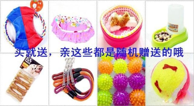 纯种精品沙皮幼犬出售、赛级沙皮犬、微信视频