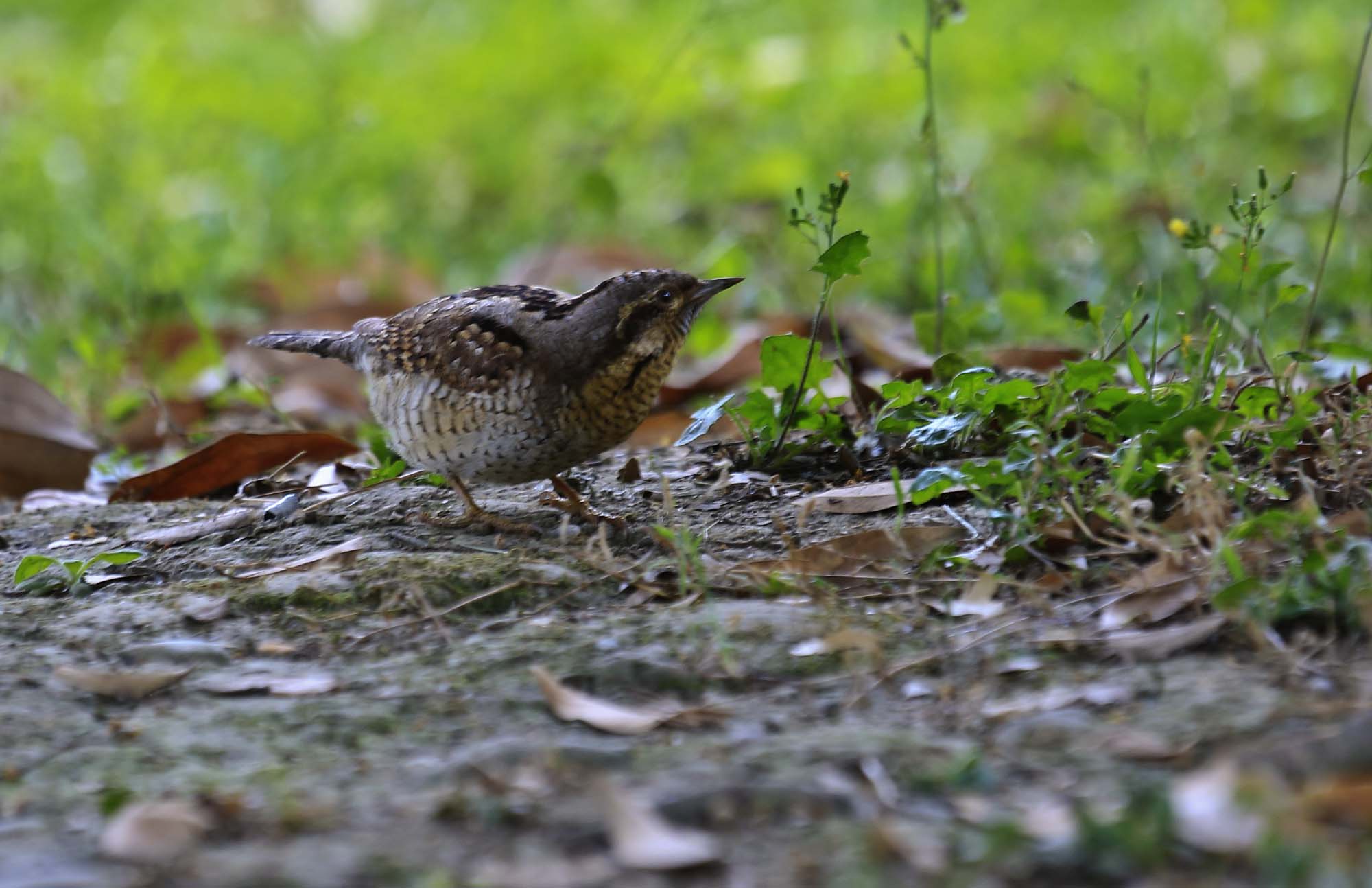 专吃蚂蚁的蚁裂鸟今日到川大过五一。-成都