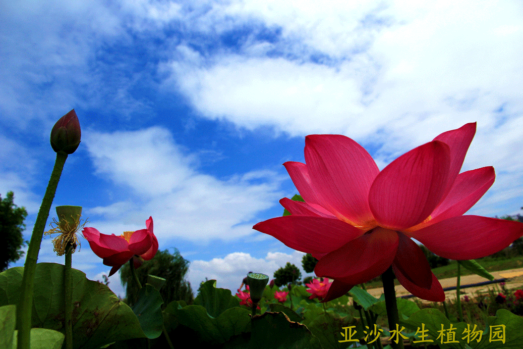 中国海阳旅游-亚沙水生植物园