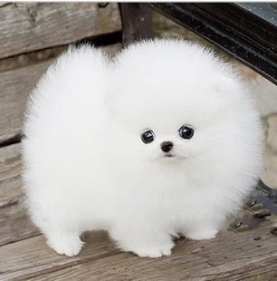 成都出售纯种博美幼犬 成都纯种博美幼犬哪里有