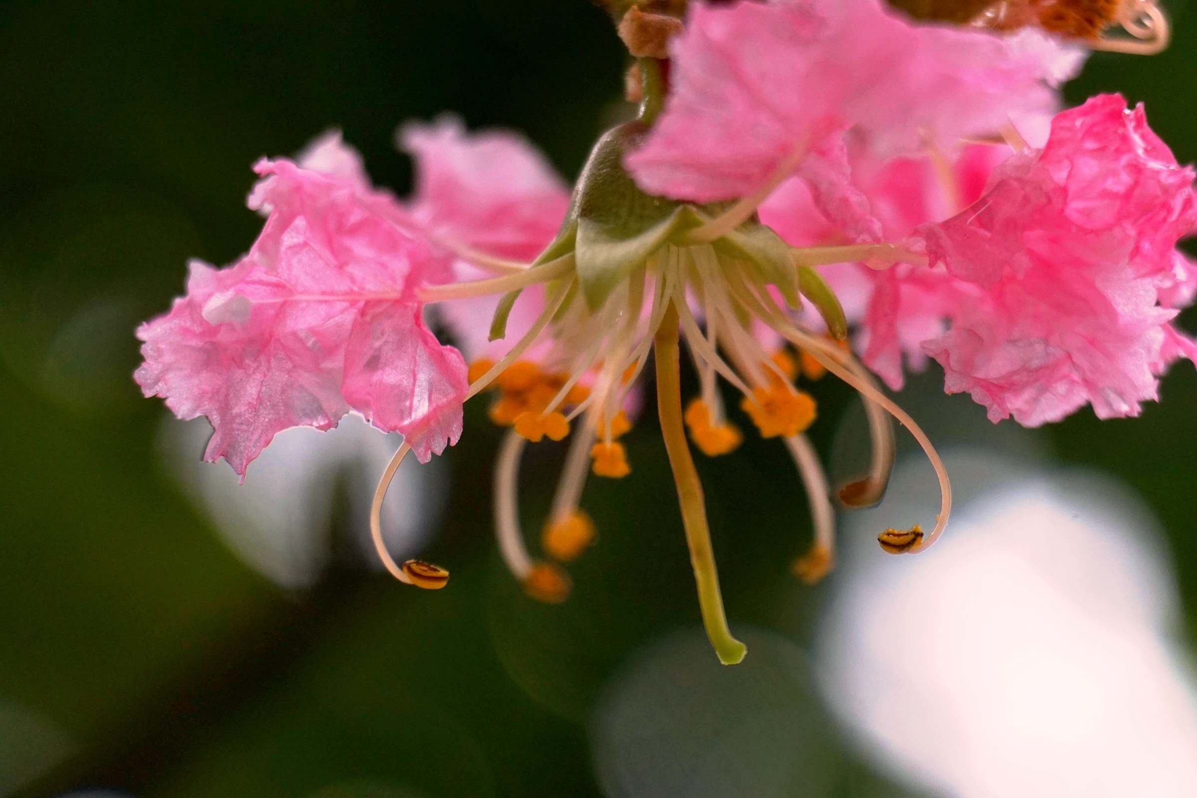 微距照片一组 焱哥原创(相机型号:Sony\/索尼 IL