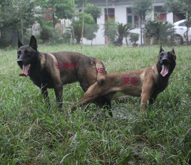 【雨雨犬舍】是国内正规马犬繁育场之一,长期全国包运