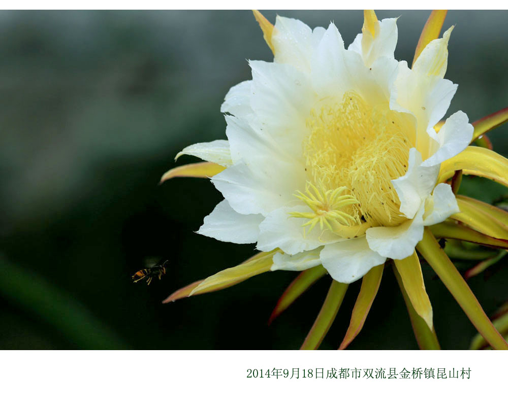 热带水果种进成都--火龙果-成都论坛-四川论坛