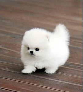 博美犬可爱幼崽爱干净的健康的娇小的漂亮宠物犬狗狗