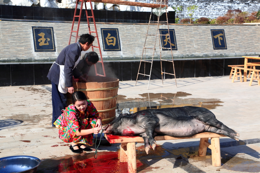 红光玉湖 美女与野兽,请看家乡的<em>杀猪</em>场面(血腥
