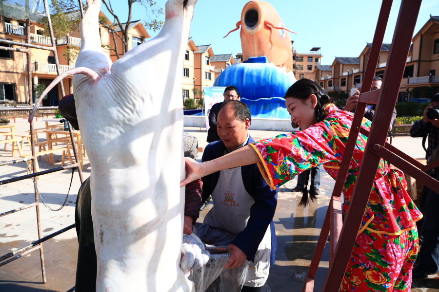 红光玉湖 美女与野兽,请看家乡的杀猪场面(血腥场面,胆小勿入)