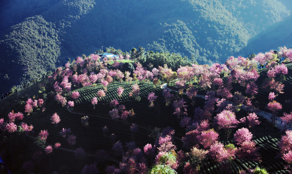 南涧无量山樱花谷