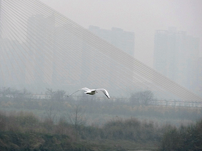 南充飞行大队数十架飞机在高坪表演比赛 有一