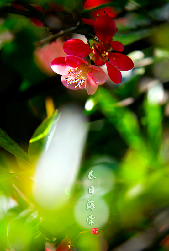 血色海棠