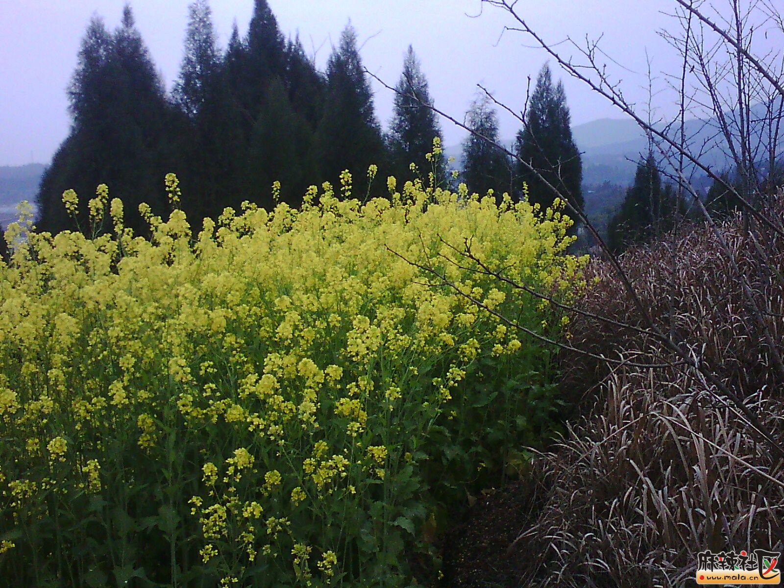 【蓬安县河舒镇系列】桂花村后山的油菜花山下人家-蓬安论坛-四川论坛