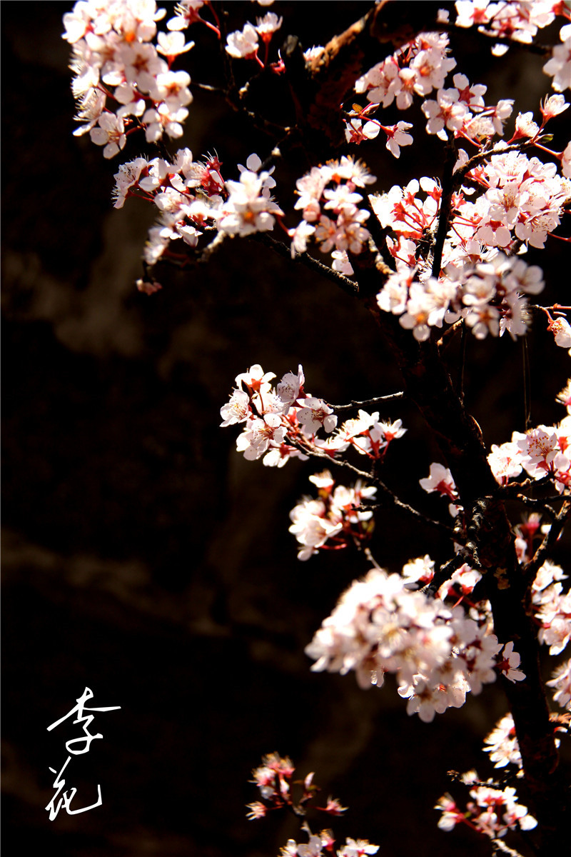 生命的色彩——李花