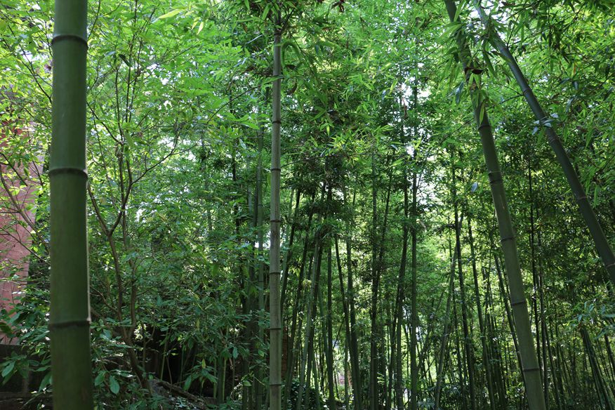 简阳五凤山森林公园游