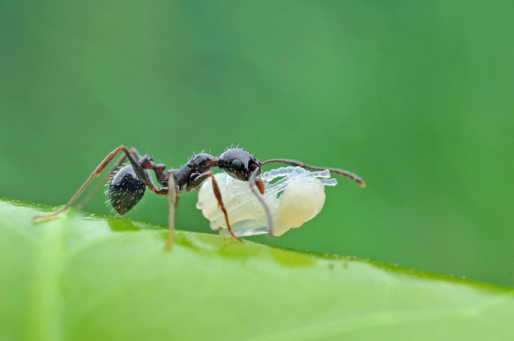 蚂蚁宝宝