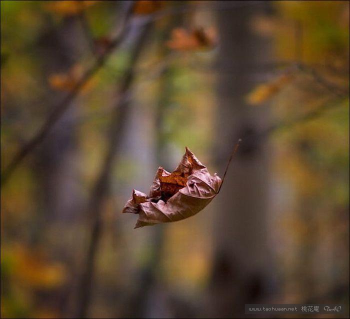 初秋的一片落叶
